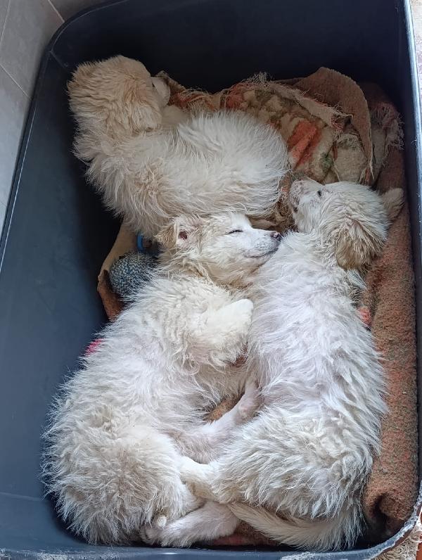 Sorelline adorabili in adozione Foto 2